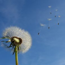 dent de lion fleur