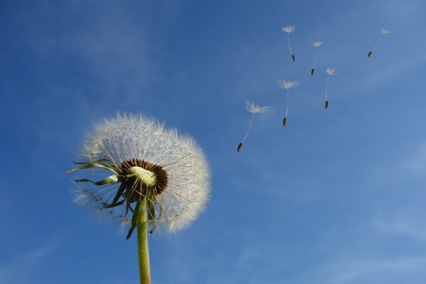 dent de lion fleur