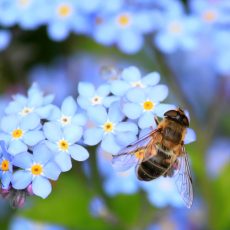 abeille fleur