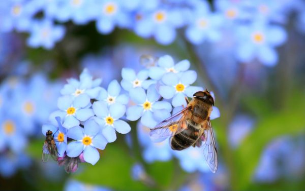 abeille fleur