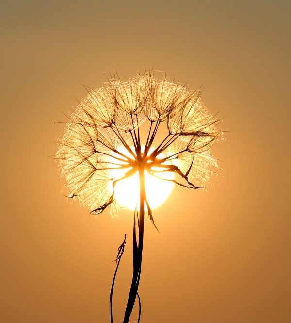 fleur soleil