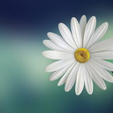 marguerite