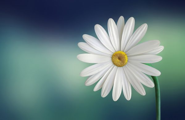 marguerite